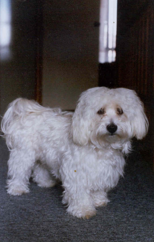 muffy.jpg